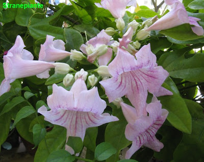 Bignonia Campsis Radicans Madame Galen | Vaso 18cm, Altezza 110cm, Fiori Arancioni